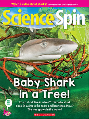 Baby best sale shark scholastic